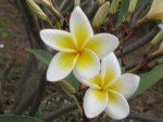 image061.jpg
