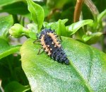 Marienkäferlarve 1.jpg