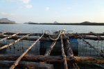 25895021-austernzucht-thailand.jpg