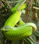800px-Green_Mamba_cropped.JPG