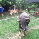 die kuh macht muuh.jpg