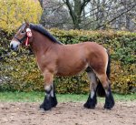 Kaltblüter.jpg Kaltblüter.jpg