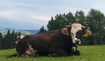 Bildschirmfoto 2018-06-07 um 13.32.50.png