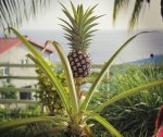 Ananas_jardin_Martinique.jpg
