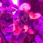 image.jpeg image.jpeg