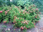 IMG_20230612_061646.jpg