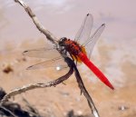 Libelle rot 2.jpg