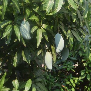 Unsere Mangos