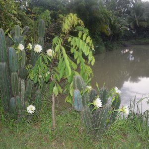 DSC 0100