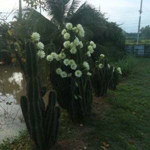 IMG_20220627_060532.jpg