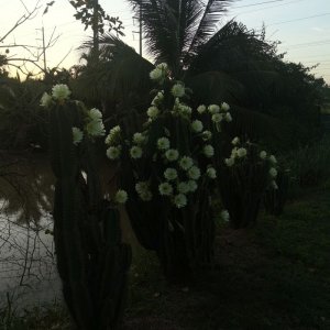 IMG_20220628_054615.jpg