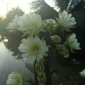 IMG_20220628_054856.jpg