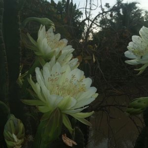 IMG_20220628_054903.jpg